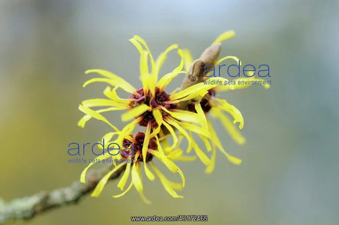: Witch hazel, Hamamelis x intermedia Pallida, Close : Witch hazel, Hamamelis x intermedia Pallida, Close