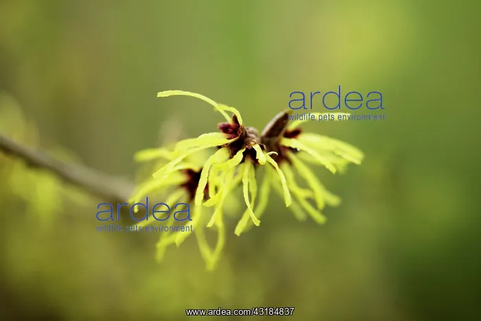  : Witch hazel, Hamamelis x intermedia Pallida, Close