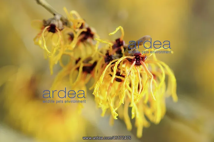 : Witch hazel, Hamamelis x intermedia Vesna, Close : Witch hazel, Hamamelis x intermedia Vesna, Close
