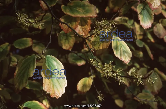 : WITCH HAZEL - medicinal : WITCH HAZEL - medicinal