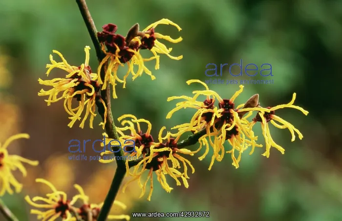 : WITCH HAZEL 'PrimaveraI - close-up of flower, Feb : WITCH HAZEL 'PrimaveraI - close-up of flower, Feb