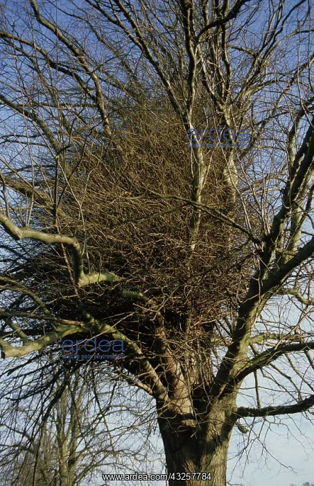 : Witches broom in Maple tree : Witches broom in Maple tree
