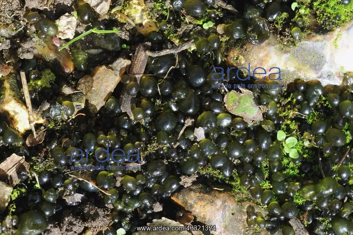 : Witches butter (Nostoc commune) : Witches butter (Nostoc commune)