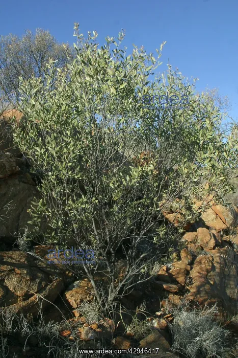 : Witchetty Bush : Witchetty Bush