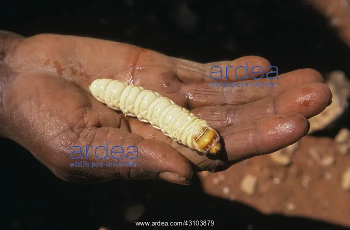 : Witchetty Grub : Witchetty Grub