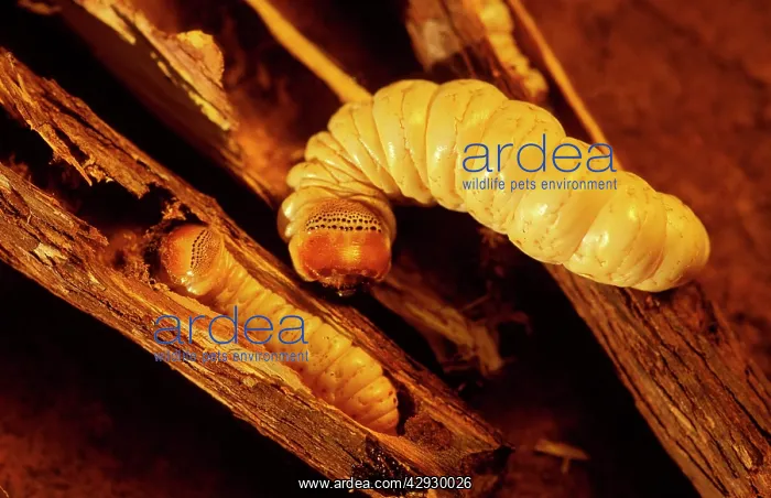 : Witchetty / Witjuti grub - wood moth larva, Aboriginal food : Witchetty / Witjuti grub - wood moth larva, Aboriginal food