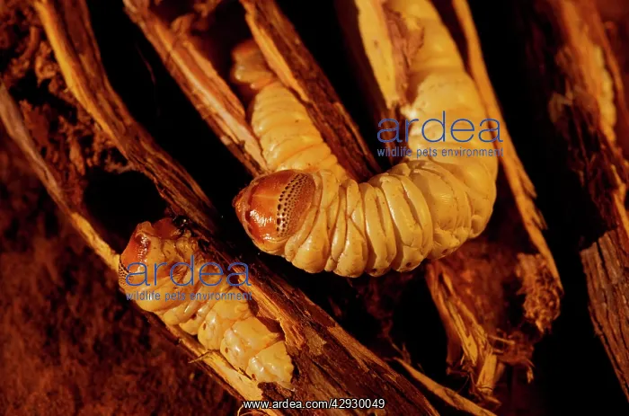 : Witchetty / Witjuti grub - wood moth larva, Aboriginal food : Witchetty / Witjuti grub - wood moth larva, Aboriginal food