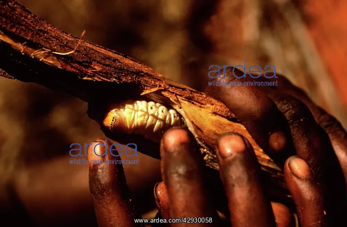 : Witchetty / Witjuti grub - wood moth larva, held in hands : Witchetty / Witjuti grub - wood moth larva, held in hands