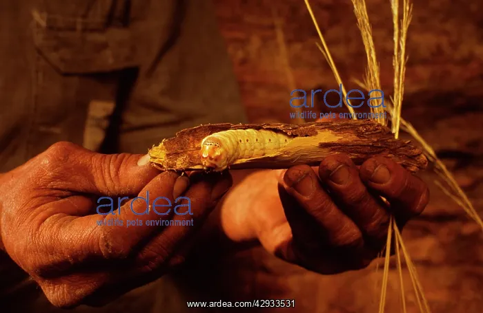 : Witchetty / Witjuti grub - wood moth larva, Aboriginal food : Witchetty / Witjuti grub - wood moth larva, Aboriginal food