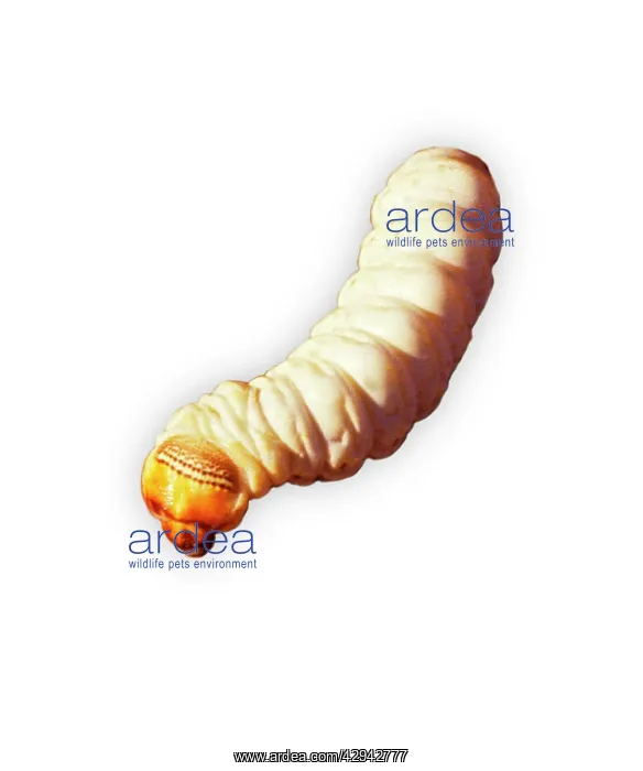 : Witchetty / Witjuti grub - wood moth larva : Witchetty / Witjuti grub - wood moth larva