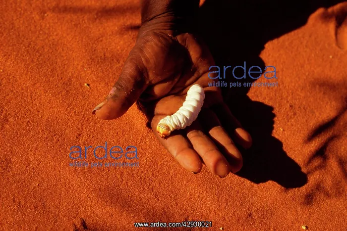 : Witchetty / Witjuti grub - wood moth larva held in hand : Witchetty / Witjuti grub - wood moth larva held in hand