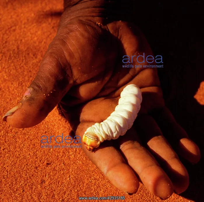 : Witchetty / Witjuti grub - wood moth larva held in hand : Witchetty / Witjuti grub - wood moth larva held in hand