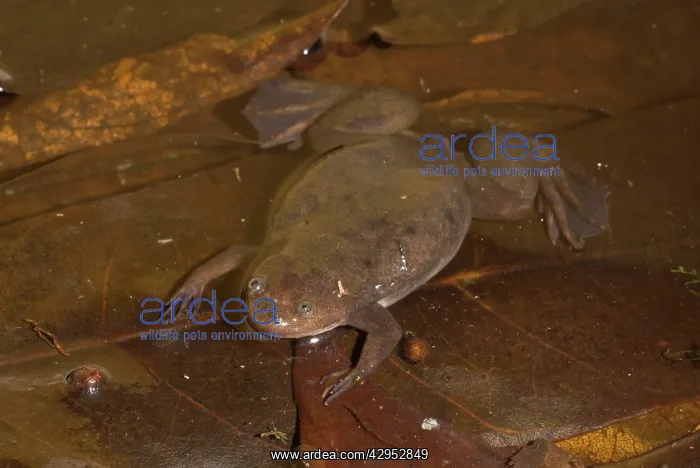  : Witte's Clawed Frog