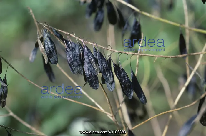 : Woad (Isatis tinctoria) seedpods : Woad (Isatis tinctoria) seedpods