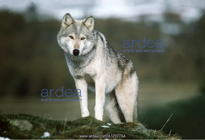 : WOLF : WOLF