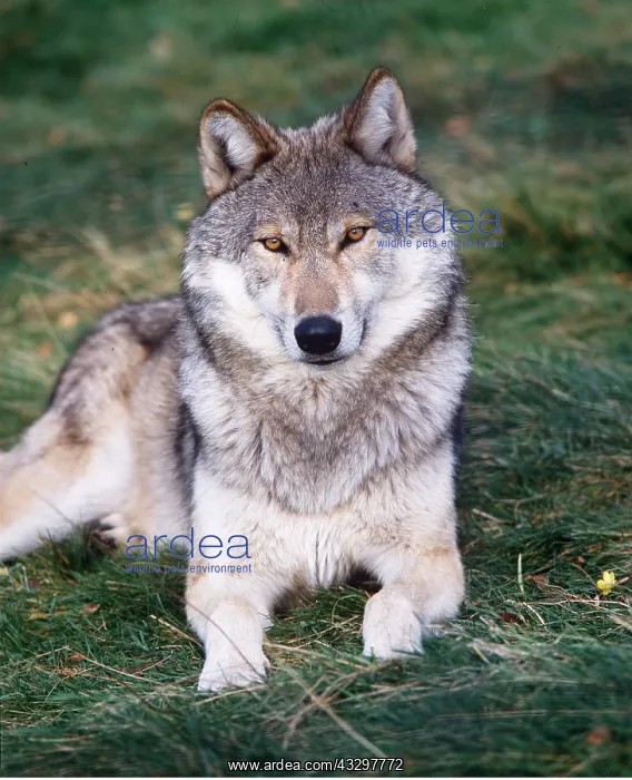 : WOLF : WOLF