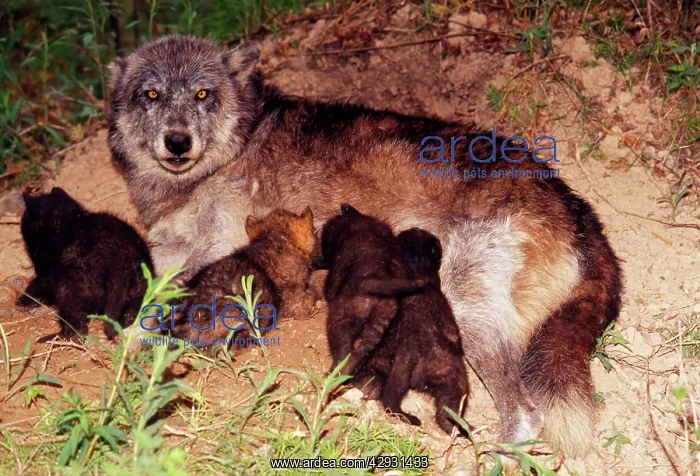 : Wolf - Alpha female nursing / suckling pups at den : Wolf - Alpha female nursing / suckling pups at den