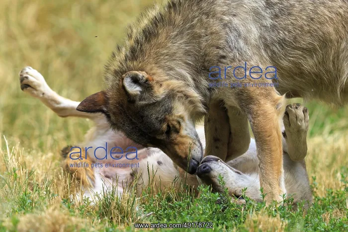 : A wolf bends over a lying wolf in a playful posture : A wolf bends over a lying wolf in a playful posture