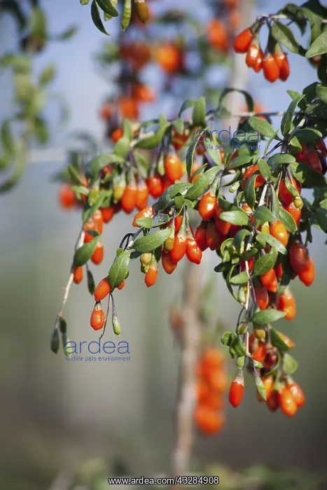 : Wolf berry, Goji berry, Lycium barbarum, Mass of : Wolf berry, Goji berry, Lycium barbarum, Mass of