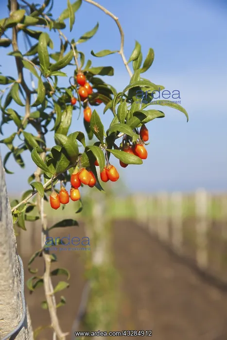  : Wolf berry, Goji berry, Lycium barbarum, Mass of