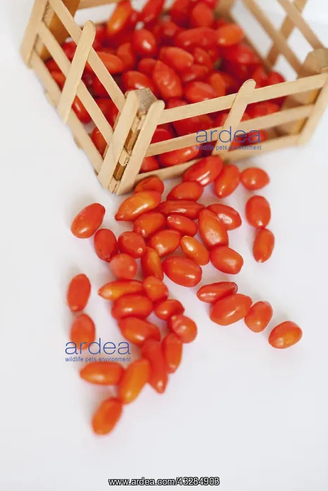  : Wolf berry, Goji berry, Lycium barbarum, Studio