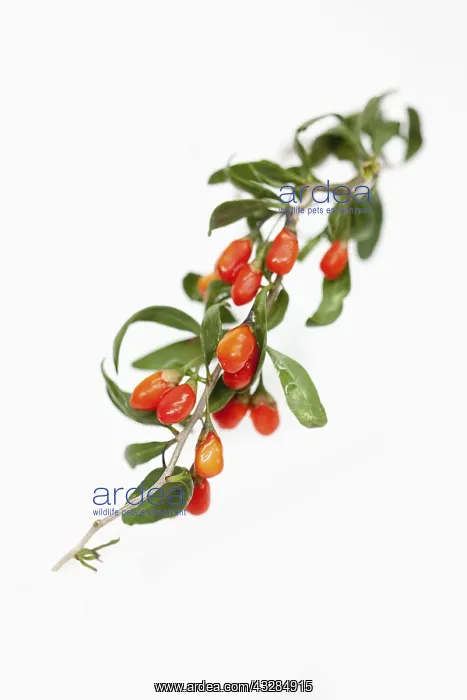 : Wolf berry, Goji berry, Lycium barbarum, Studio : Wolf berry, Goji berry, Lycium barbarum, Studio