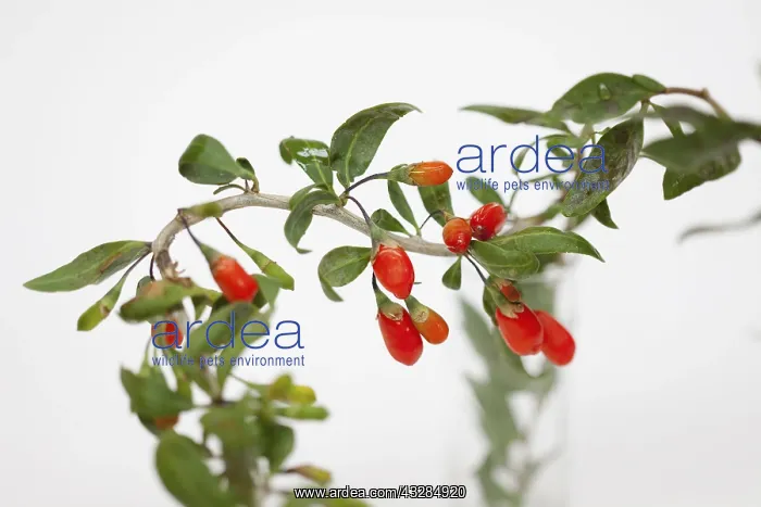 : Wolf berry, Goji berry, Lycium barbarum, Studio : Wolf berry, Goji berry, Lycium barbarum, Studio