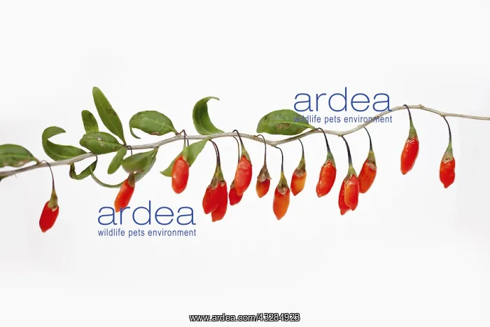 : Wolf berry, Goji berry, Lycium barbarum, Studio : Wolf berry, Goji berry, Lycium barbarum, Studio
