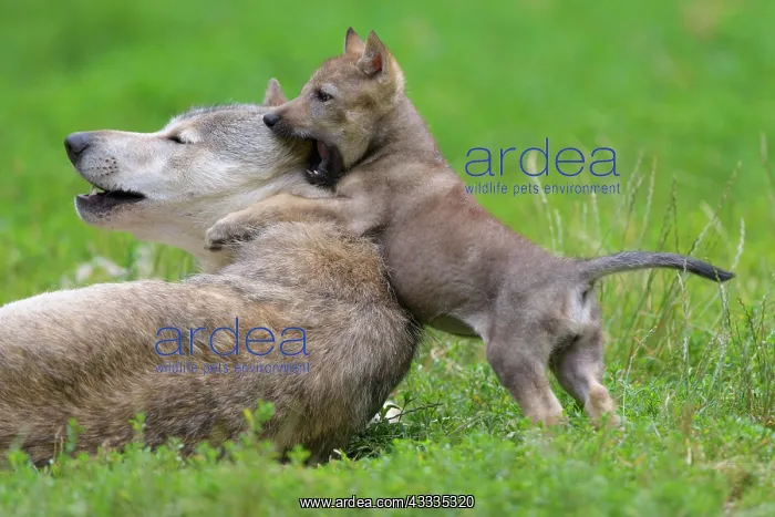 : Wolf (Canis lupus), adult with cub, captive : Wolf (Canis lupus), adult with cub, captive