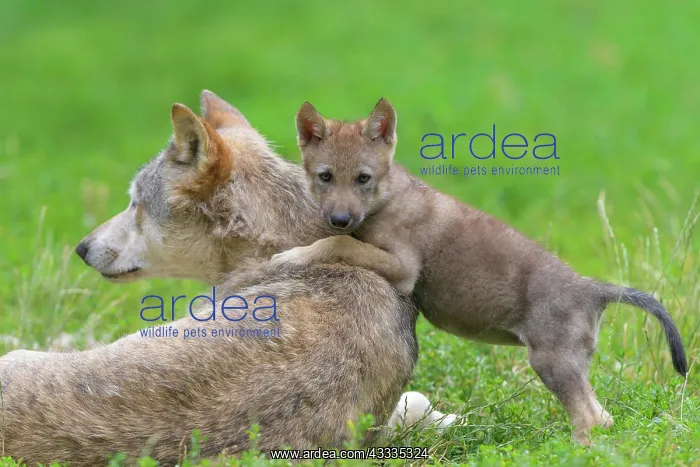 : Wolf (Canis lupus), adult with cub, captive : Wolf (Canis lupus), adult with cub, captive
