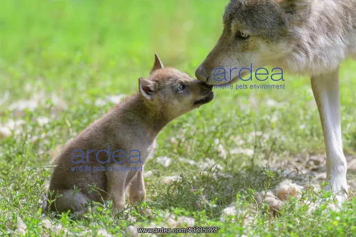 : Wolf (Canis lupus), adult with cub, captive : Wolf (Canis lupus), adult with cub, captive