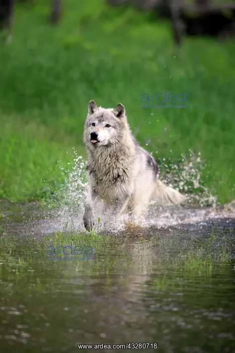 : Wolf (Canis lupus), adult, running through water : Wolf (Canis lupus), adult, running through water