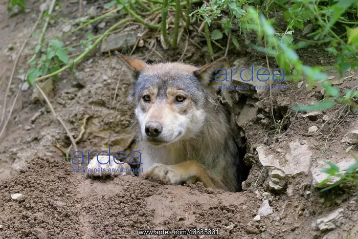 : Wolf (Canis lupus), in cave, captive : Wolf (Canis lupus), in cave, captive