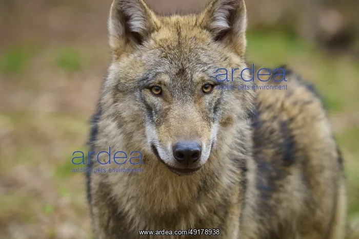 : Wolf (Canis lupus), close-up portrait of a wolf with a penetrating gaze in the forest : Wolf (Canis lupus), close-up portrait of a wolf with a penetrating gaze in the forest