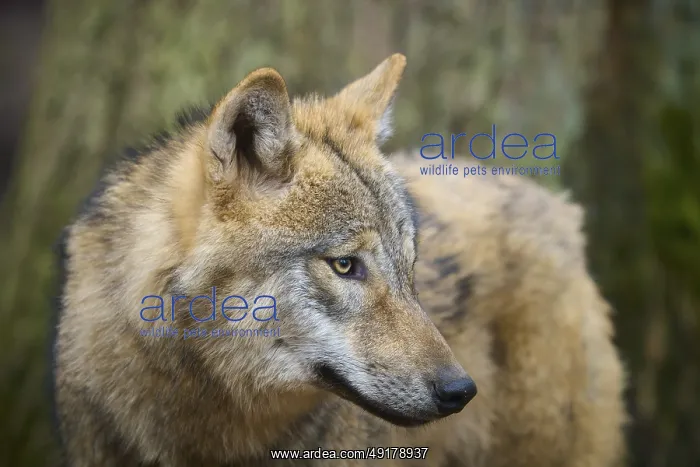 : Wolf (Canis lupus), close-up portrait of a wolf in front of a tree in the forest : Wolf (Canis lupus), close-up portrait of a wolf in front of a tree in the forest