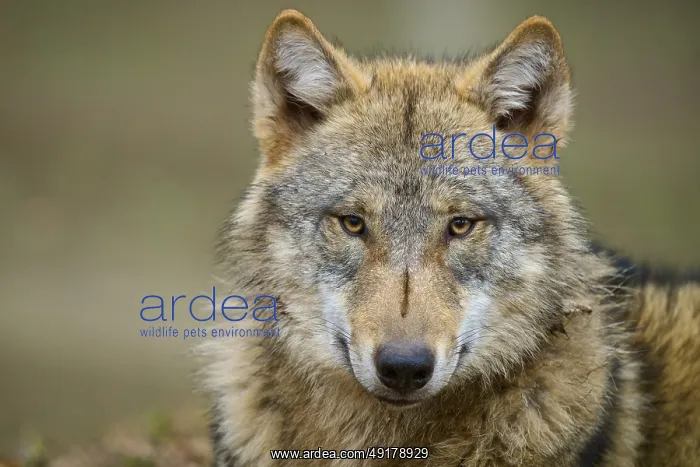 : Wolf (Canis lupus), close-up of a single wolf with an intense gaze : Wolf (Canis lupus), close-up of a single wolf with an intense gaze