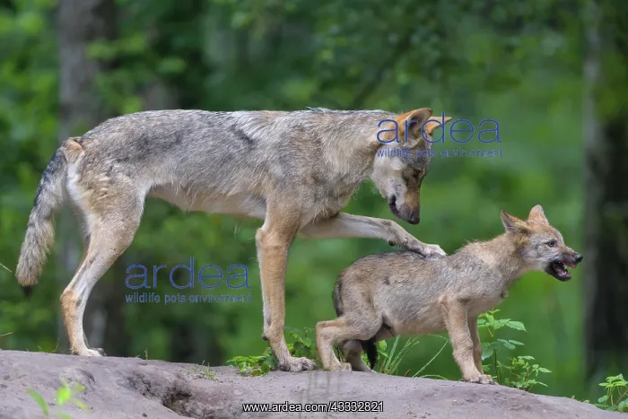 : Wolf (Canis lupus), with cub in summer, captive