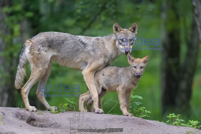 : Wolf (Canis lupus), with cub in summer, captive : Wolf (Canis lupus), with cub in summer, captive