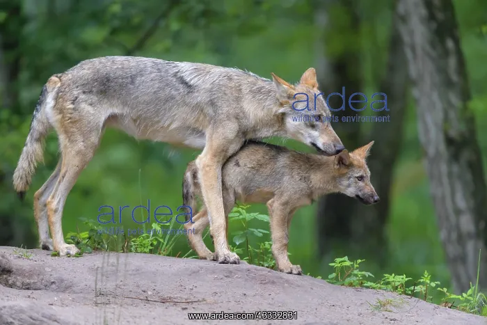 : Wolf (Canis lupus), with cub in summer, captive : Wolf (Canis lupus), with cub in summer, captive