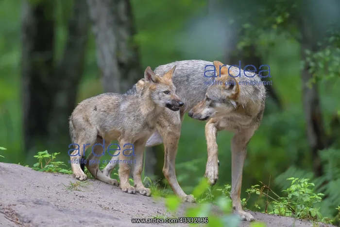 : Wolf (Canis lupus), with cub in summer, captive : Wolf (Canis lupus), with cub in summer, captive