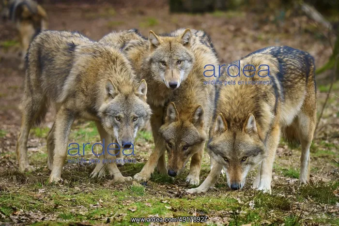 : Wolf (Canis lupus), a group of wolves standing vigilantly and attentively together : Wolf (Canis lupus), a group of wolves standing vigilantly and attentively together