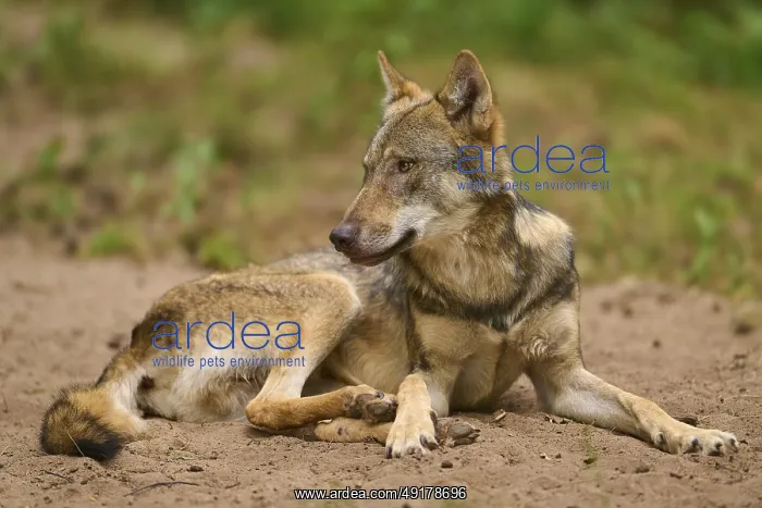 : Wolf (Canis lupus), lying wolf on sandy ground looks to the side and appears calm : Wolf (Canis lupus), lying wolf on sandy ground looks to the side and appears calm