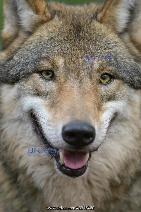 : Wolf (Canis lupus), portrait, captive : Wolf (Canis lupus), portrait, captive