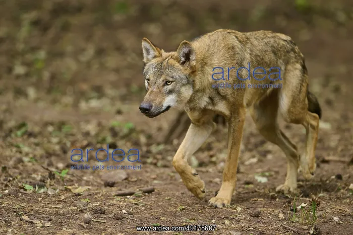 : Wolf (Canis lupus), sneaking vigilantly through the forest : Wolf (Canis lupus), sneaking vigilantly through the forest