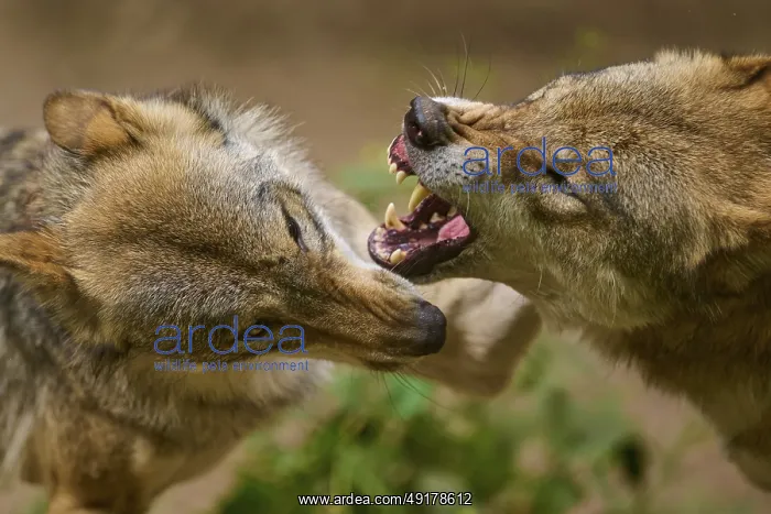 : Wolf (Canis lupus), two wolves aggressively biting each other : Wolf (Canis lupus), two wolves aggressively biting each other