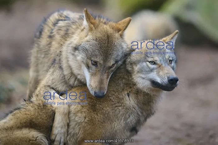 : Wolf (Canis lupus), two wolves fighting with each other during mating season : Wolf (Canis lupus), two wolves fighting with each other during mating season