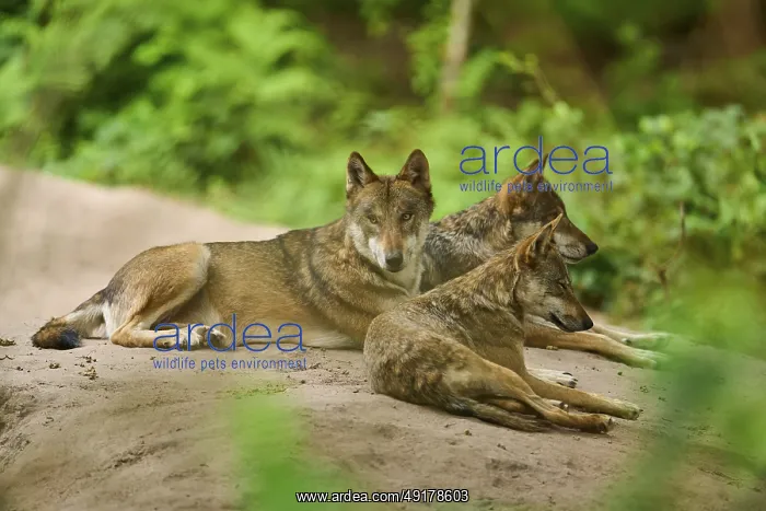 : Wolf (Canis lupus), three wolves lying on a sand hill in a dense forest : Wolf (Canis lupus), three wolves lying on a sand hill in a dense forest