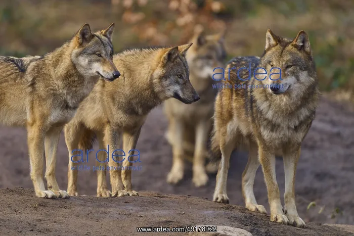 : Wolf (Canis lupus), four wolves standing at attention in a natural environment : Wolf (Canis lupus), four wolves standing at attention in a natural environment