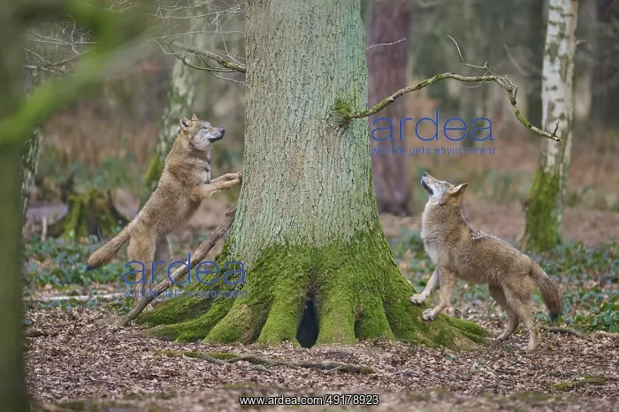 : Wolf (Canis lupus), two wolves standing attentively by a moss-covered tree in the forest : Wolf (Canis lupus), two wolves standing attentively by a moss-covered tree in the forest