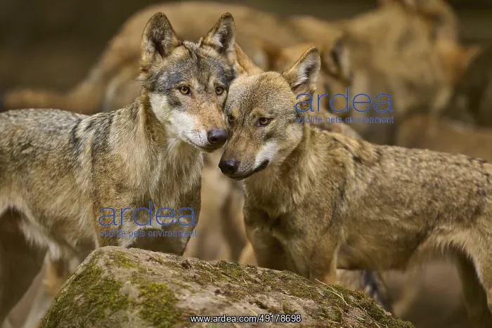 : Wolf (Canis lupus), two wolves standing close together : Wolf (Canis lupus), two wolves standing close together